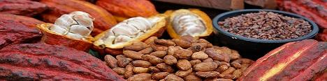 بهای دانه کاکائو به بالاترین نقطه طی سال گذشته رسید
