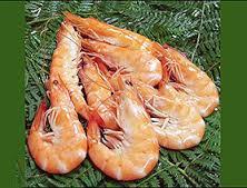 شرکت زرین نخل تنگستان