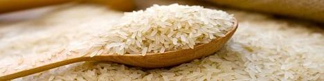 واردات برنج بی‌رویه است
