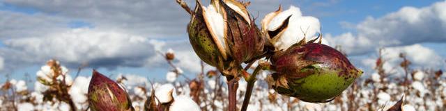 کاهش چشمگیر سطح زیرکشت پنبه در خراسان‌شمالی