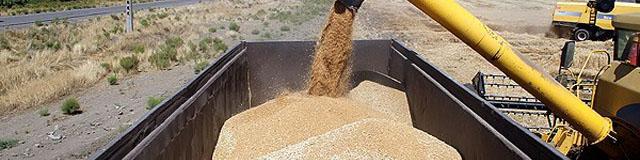 احتمال افزایش نرخ خرید تضمینی گندم