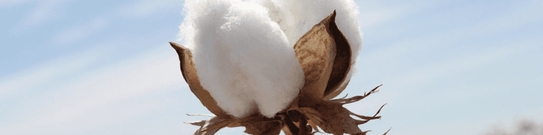 کاهش بهای پنبه در بازار های جهانی و افزایش سطح ذخایر انبارها
