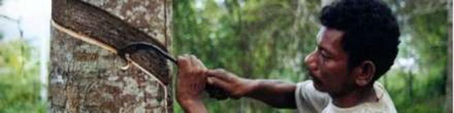 میزان تولید و صادرات کائوچوی طبیعی اندونزی در سال 2015 ثابت خواهد بود