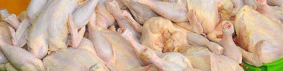 وزارت کشاورزی بالا بودن سرب در گوشت مرغ را رد کرد