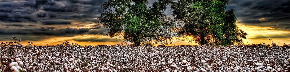 بهای پنبه در بازارهای جهانی همچنان تحت فشارهای نزولی قرار خواهد داشت.