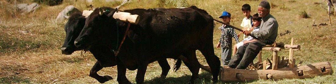 بر اساس جدیدترین برآوردهای  سازمان جهانی خواروبار سال 2015 سال وفور غلات خواهد بود.