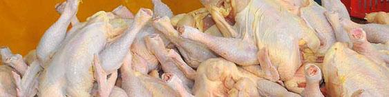 عدم تامین به موقع به گرانی مرغ دامن زد