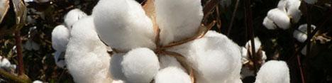 عرضه اولین محصول پنبه تراریخته به بازار در سال جاری