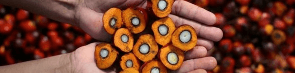 روغن پالم در کجا بیشترین مصرف را دارد؟