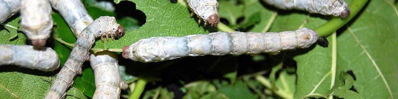 تولید 135 تن نخ ابریشم/ تولید 800 تن پیله تر ابریشم بدون بار مالی برای دولت