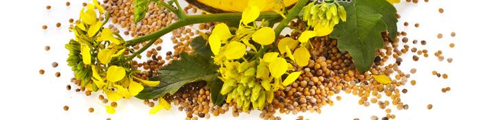 پایان برداشت 375 تن دانه کلزا از مزارع استان اصفهان