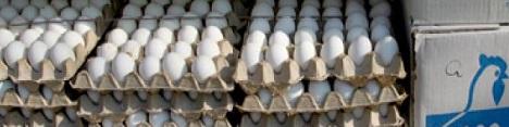 300 تن تخم مرغ عراق در سردخانه باقی مانده است