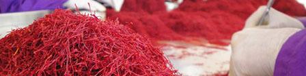 کاهش تقاضای زعفران تاثیر در قیمت بازار ندارد
