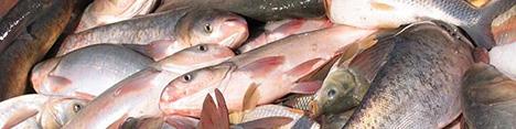 صادرات 50 هزار تنی ماهیان گرمابی کشور