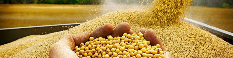 تولید ۳۰۰ هزار تن کلزا و سویا در سال زراعی جاری