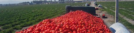 گوجه‌فرنگی بالاخره ارزان شد
