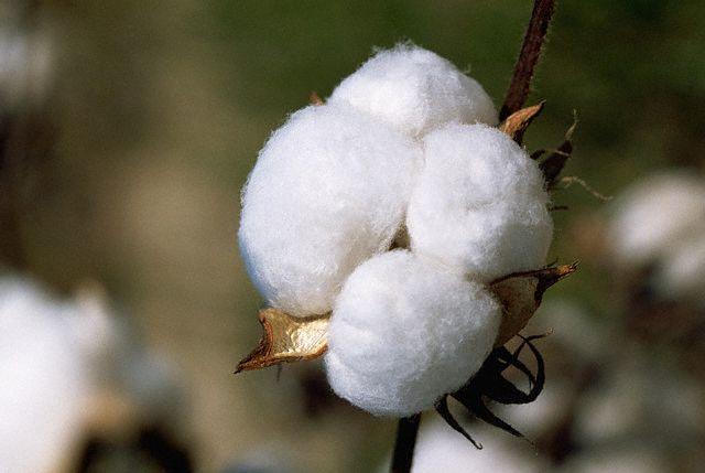 پارسوماش سرمایه سپاهان