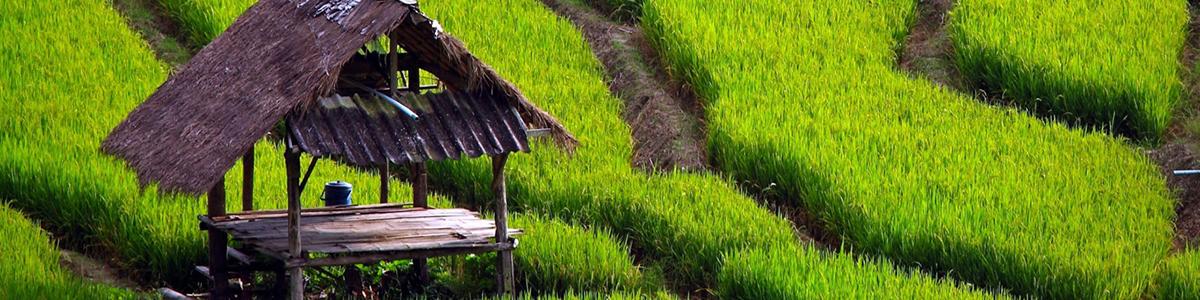 گزارش آخرین وضعیت بازار جهانی برنج و روند تولید و قیمتها در سال زراعی 2016/17