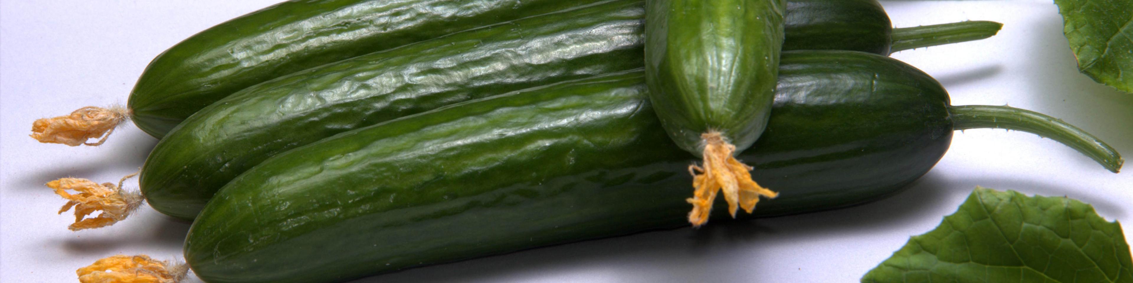 11 هزار تن خیار از مزارع چادگان برداشت می‌شود