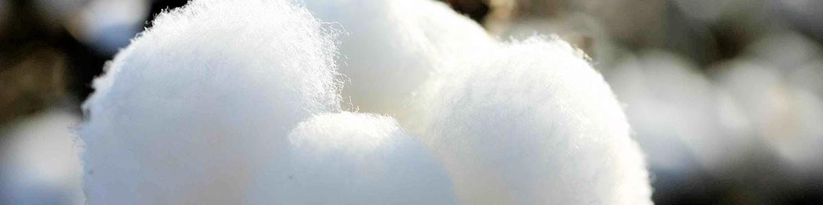 موجودی انبارهای پنبه، فقط برای یک هفته کارخانه‌های نساجی کافی است