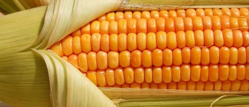 محموله وارداتی ذرت دولتی برای تنظیم بازار در راه است