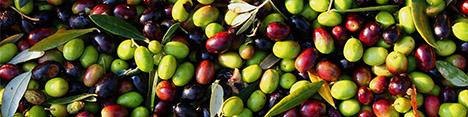 تولید ۱۰۰ هزارتن زیتون در سال ۹۵