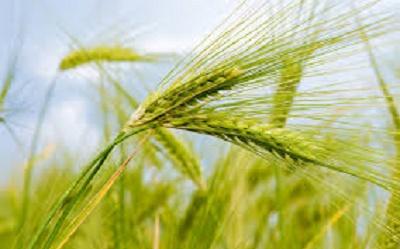 راسا کشت غرب