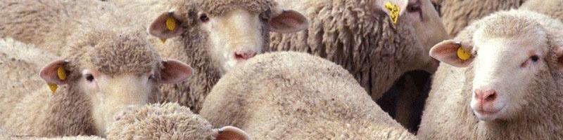 اجرای طرح تضمین کیفیت محصولات صادراتی دامی به روسیه