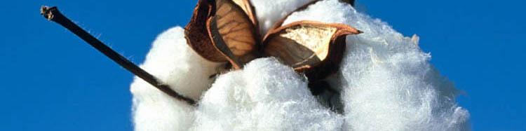 توسعه مجدد پنبه کاری از اولویت‌های کشت تابستانه در گالیکش است