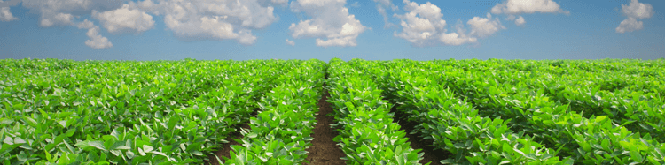 جای خالی بخش کشاورزی در رینگ بورس کالا