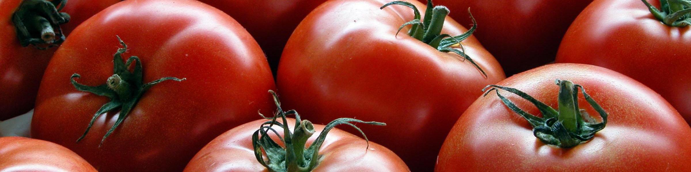 صادرات 44 هزار تن گوجه فرنگی به روسیه و اوکراین