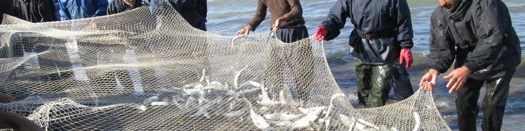 تلاش برای حذف ماهی تیلاپیا از تالاب شادگان