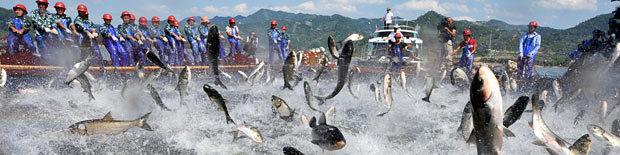 افزایش قابل توجه واردات دانه سویا توسط چین