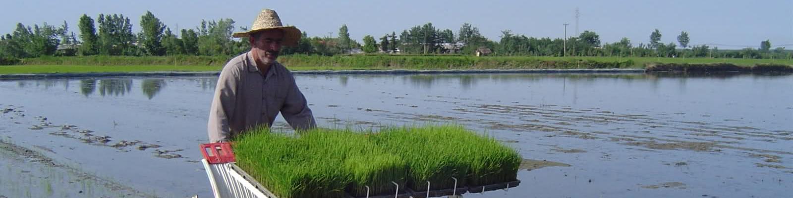 افزایش حجم تجارت جهانی برنج علیرغم کاهش نسبی سطح تولید در سال زراعی 2017/18