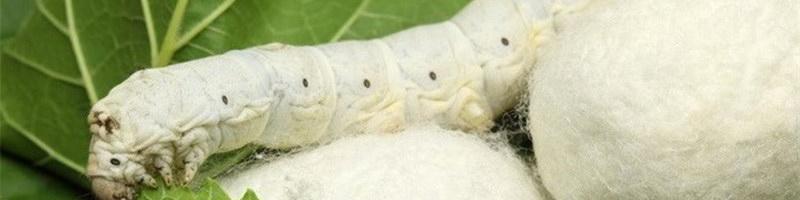 خرید تضمینی ۴۰۰ تن پیله‌تر ابریشم