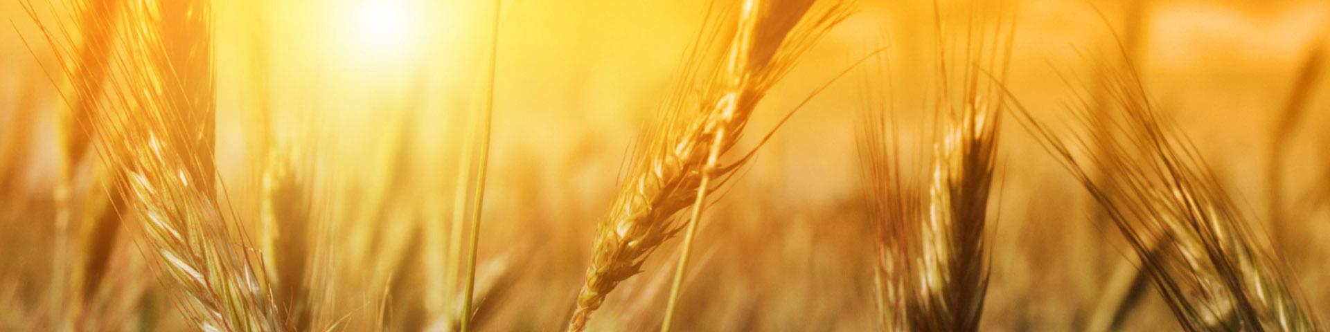 استفاده از ظرفیت بورس کالا برای صادرات گندم مازاد داخلی