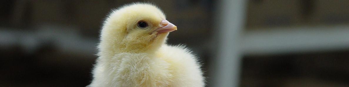 دو عامل ورشکستگی مرغداران