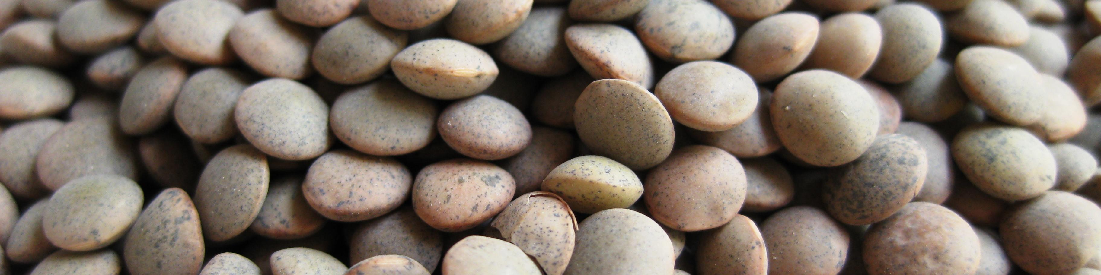 چقدر عدس به کشور وارد شد