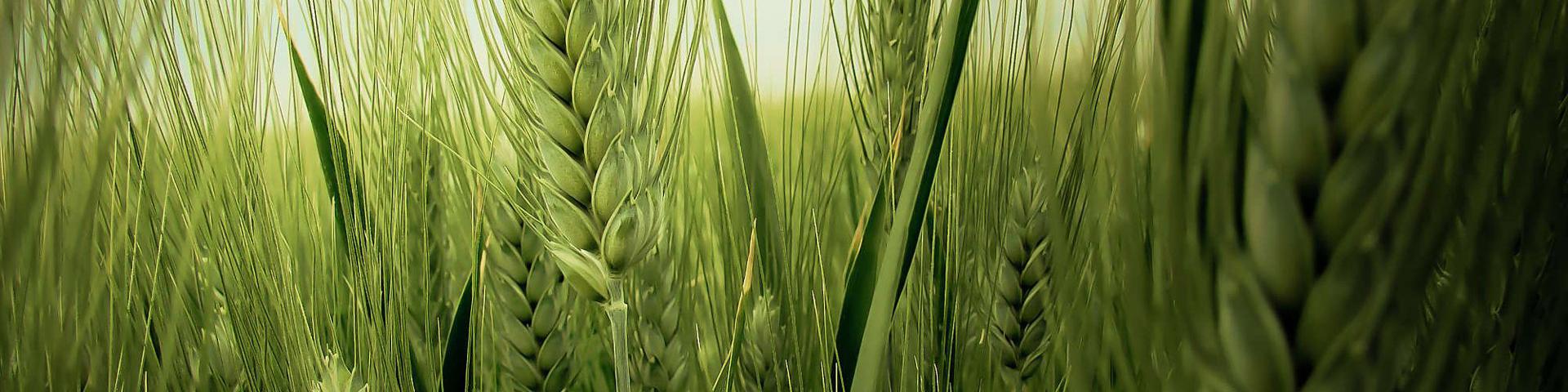 استارت عرضه گندم در بورس کالا زده شد