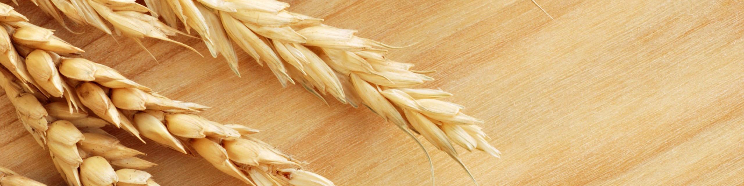 از بین رفتن ریسک قاچاق با عرضه گندم در بورس کالا