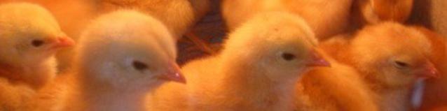 جزئیات عرضه جوجه یکروزه در بورس کالا