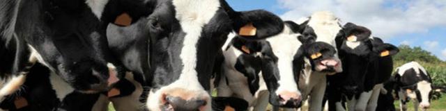 بازار نهاده‌های دامی تکان خورد/ جو ٤٠ درصد گران شد