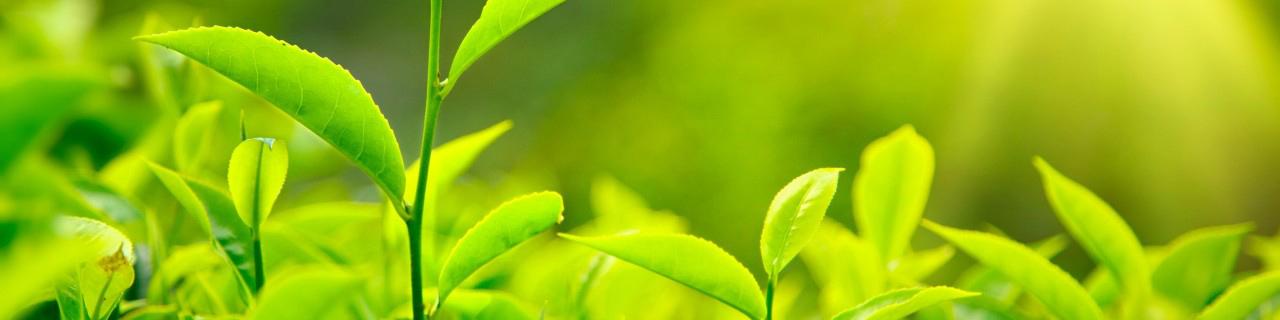 53 درصد مطالبات چایکاران پرداخت شد