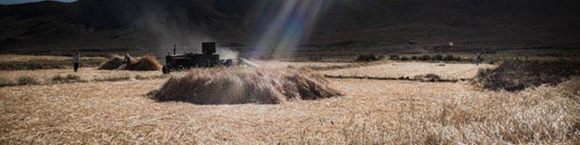 خرید تضمینی گندم به ۸.۴ میلیون تن رسید/رشد ۲۹۰درصدی خرید کلزا