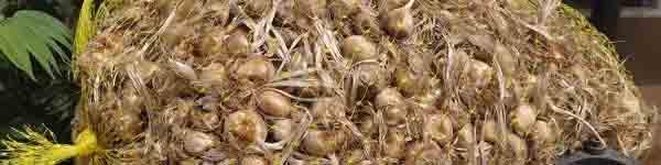 پیاز ۵۰ درصد ارزان شد/ قیمت به کیلویی ۲۰۰۰ تومان رسید