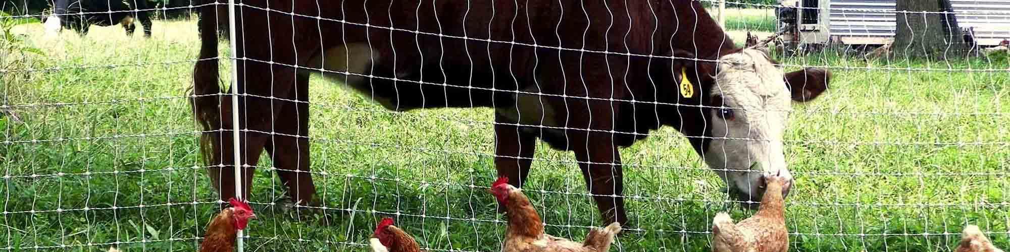 اما و اگرهای صندوق حمایت از دام و طیور/ فریاد مرغداران را کسی نمی‌شنود