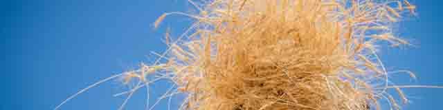 علاقمندی کشاورزان به اجرای سیاست قیمت تضمینی