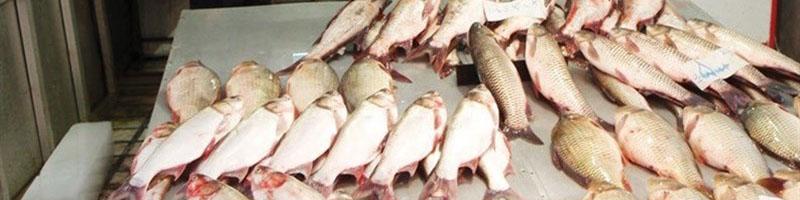 تیلاپیای چینی بلای جان تولید داخل شده است/ سود عجیب غریب واسطه‌ها از فروش قزل‌آلا