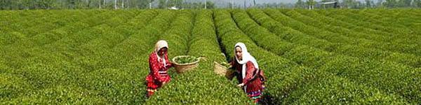 کاشت چای صرفه اقتصادی ندارد/ چقدر ارز صرف واردات شد؟