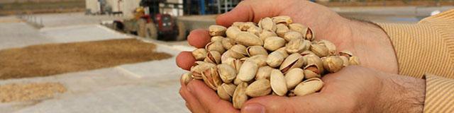 ایران با شکست آمریکا به رتبه نخست تولید پسته جهان برگشت